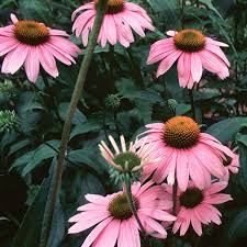 Echinacea Purpurea Extract